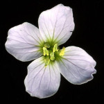 <em>Cardamine pratensis</em> L. 04/04/2008