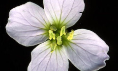 Cardamine pratensis L. 04/04/2008