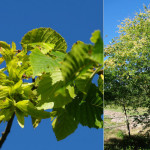 <em>Carpinus betulus</em> L. 31/08/2009