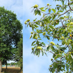 <em>Castanea sativa</em> Mill. 30/08/2009