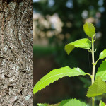 <em>Castanea sativa</em> Mill. 30/08/2009