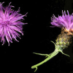 <em>Centaurea decipiens subsp.  nemoralis</em> (Jord.) B.Bock 28/08/2007