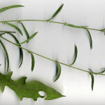 <em>Centaurea decipiens subsp. nemoralis</em> (Jord.) B.Bock 28/08/2007