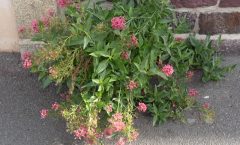 Centranthus ruber 27/08/2025