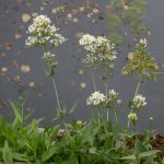 <em>Centranthus ruber</em> 27/08/2025
