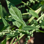 <em>Chenopodium album</em> L. 22/08/2008