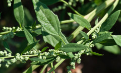 Chenopodium album L. 22/08/2008