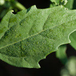 <em>Chenopodium album</em> L. 22/08/2008