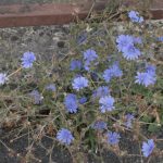 <em>Cichorium intybus L.</em> 26/08/2025