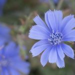 <em>Cichorium intybus L.</em> 26/08/2025