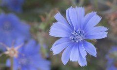 Cichorium intybus L. 26/08/2025
