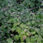 <em>Circaea lutetiana L.</em> 11/07/2025