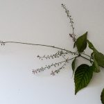 <em>Circaea lutetiana L.</em> 11/07/2025