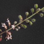 <em>Circaea lutetiana L.</em> 11/07/2025