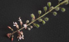 Circaea lutetiana L. 11/07/2025