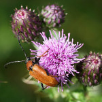 <em>Cirsium arvense</em> (L.) Scop. 07/08/2009