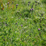 <em>Cirsium arvense</em> (L.) Scop. 29/08/2009