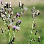 <em>Cirsium arvense</em> (L.) Scop. 29/08/2009