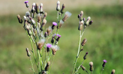 Cirsium arvense (L.) Scop. 29/08/2009