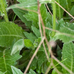 <em>Cirsium dissectum</em> (L.) Hill 16/05/2010