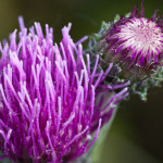 <em>Cirsium dissectum</em> (L.) Hill 16/05/2010