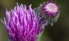 Cirsium dissectum (L.) Hill 16/05/2010