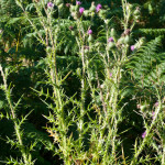 <em>Cirsium vulgare</em> (Savi) Ten. 08/08/2010