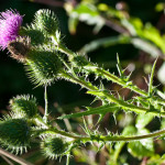 Cirsium vulgare (Savi) Ten. 08/08/2010