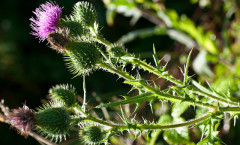 Cirsium vulgare (Savi) Ten. 08/08/2010