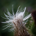 <em>Cirsium vulgare</em> (Savi) Ten. 08/08/2010