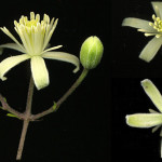 <em>Clematis vitalba</em> L. 01/09/2007