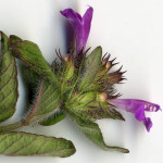 <em>Clinopodium vulgare</em> L. 20/07/2010