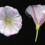 <em>Convolvulus arvensis</em> L. 11/07/2008