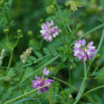 <em>Coronilla varia</em> L. 23/06/2010