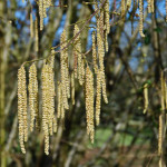 <em>Corylus avellana</em> L. 06/03/2009