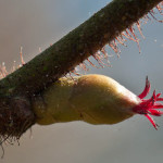 <em>Corylus avellana</em> L. 06/03/2009