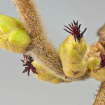 Corylus avellana L. 10/02/2010