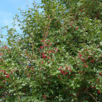 <em>Crataegus monogyna</em> Jacq. 30/08/2009