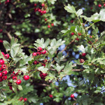 <em>Crataegus monogyna</em> Jacq. 30/08/2009