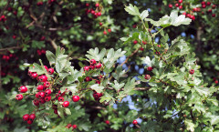 Crataegus monogyna Jacq. 30/08/2009