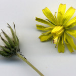 <em>Crepis capillaris</em> (L) Wallr. 16/08/2007