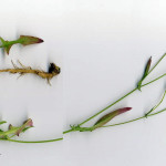 <em>Crepis capillaris</em> (L) Wallr. 16/08/2007