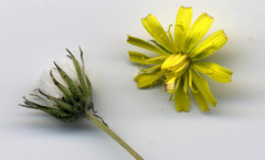 Crepis capillaris (L) Wallr. 16/08/2007