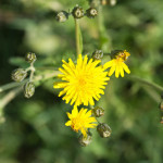 Crepis vesicaria L. 17/04/2011