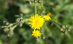 Crepis vesicaria L. 17/04/2011