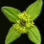 <em>Cruciata laevipes</em> Opiz 16/04/2008