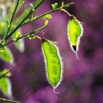 <em>Cytisus scoparius</em> (L.) Link 23/06/2009