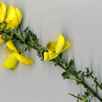 <em>Cytisus scoparius</em> (L.) Link 26/04/2008