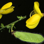 <em>Cytisus scoparius</em> (L.) Link 26/04/2008