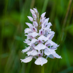 Dactylorhiza maculata (L.) Soó 23/06/2009